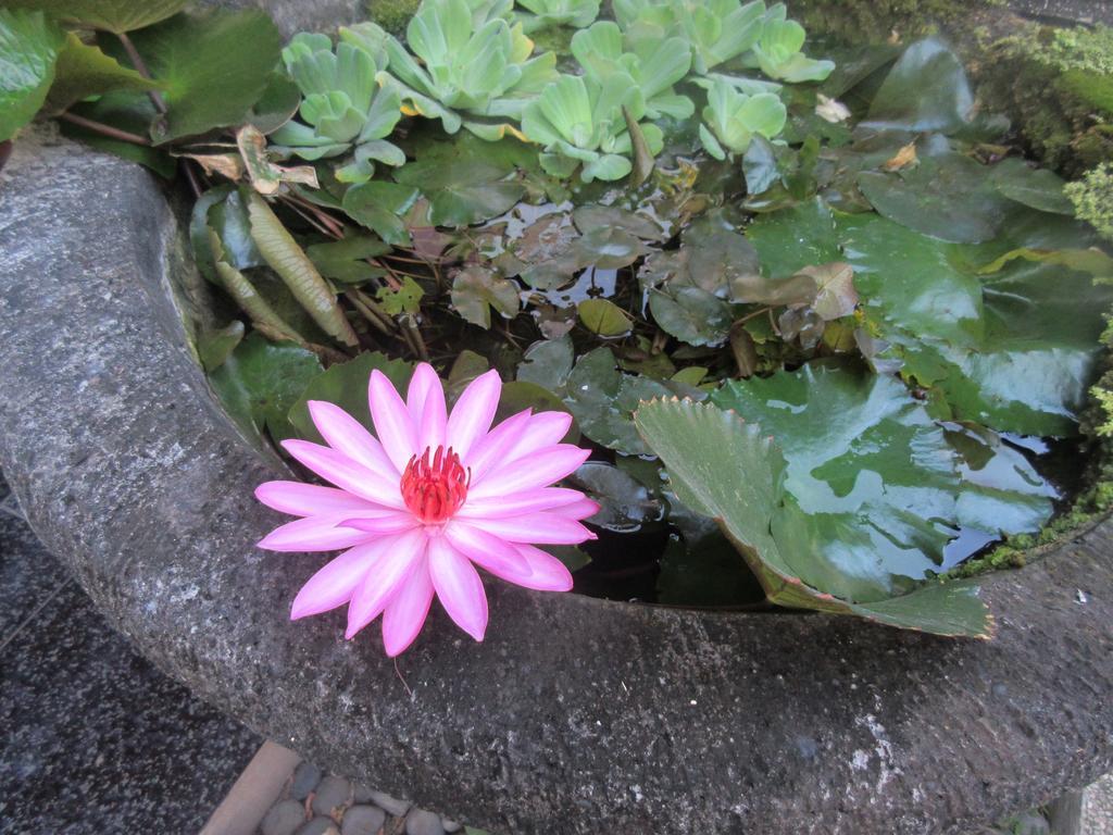 Rika Sanur Homestay Εξωτερικό φωτογραφία